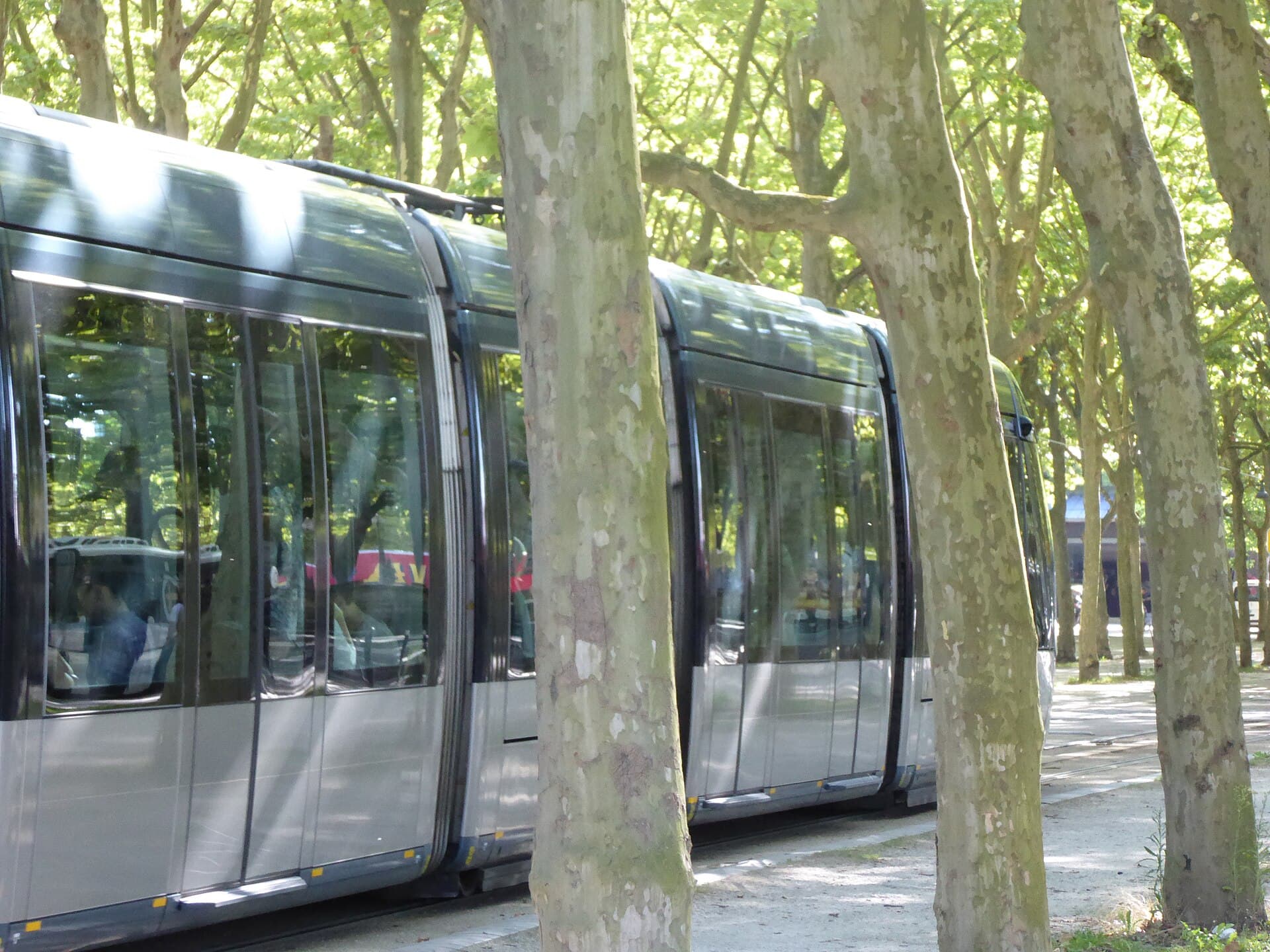 Troncs des platanes de la place des Quinconces à Bordeaux, tramway en arrière-plan
